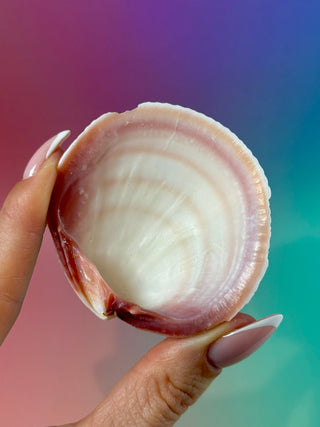 NATURAL SEASHELL (25) Smudge bowl The Crystal Avenues 
