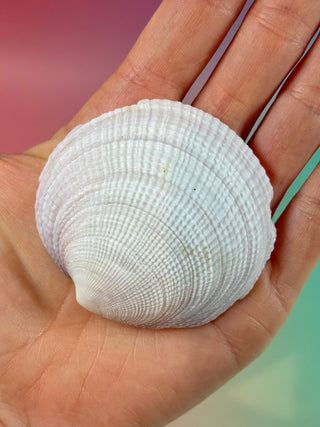 NATURAL SEASHELL (25) Smudge bowl The Crystal Avenues 