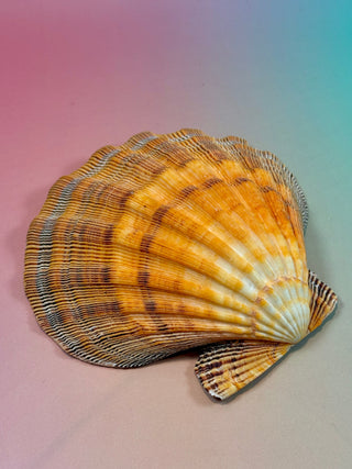NATURAL SEASHELL (3) Smudge bowl The Crystal Avenues 