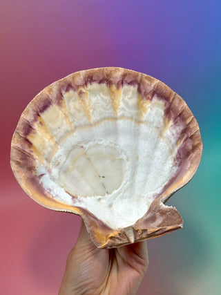 NATURAL SEASHELL (3) Smudge bowl The Crystal Avenues 
