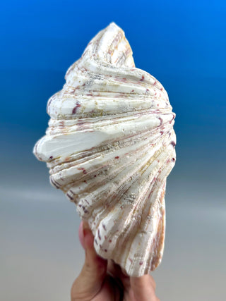 NATURAL SEASHELL (3) Smudge bowl The Crystal Avenues 