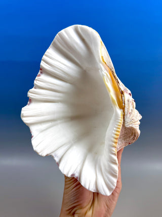 NATURAL SEASHELL (3) Smudge bowl The Crystal Avenues 