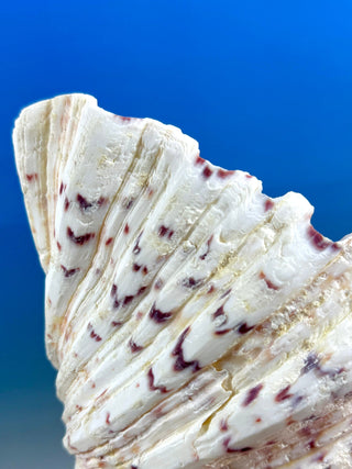 NATURAL SEASHELL (3) Smudge bowl The Crystal Avenues 