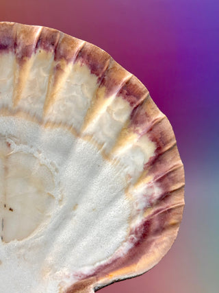 NATURAL SEASHELL (3) Smudge bowl The Crystal Avenues 
