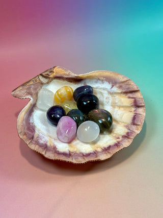 NATURAL SEASHELL (3) Smudge bowl The Crystal Avenues 