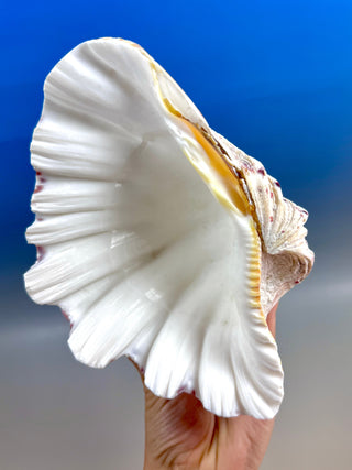 NATURAL SEASHELL (3) Smudge bowl The Crystal Avenues 