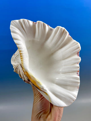 NATURAL SEASHELL (3) Smudge bowl The Crystal Avenues 