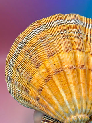 NATURAL SEASHELL (3) Smudge bowl The Crystal Avenues 