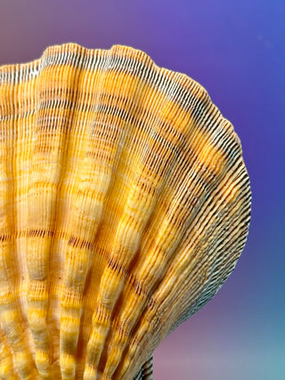 NATURAL SEASHELL (4) Smudge bowl The Crystal Avenues 