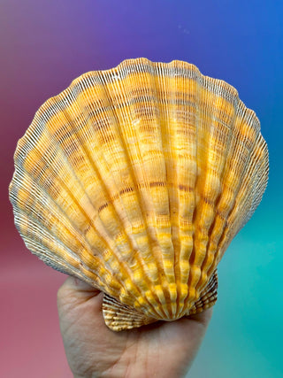 NATURAL SEASHELL (4) Smudge bowl The Crystal Avenues 