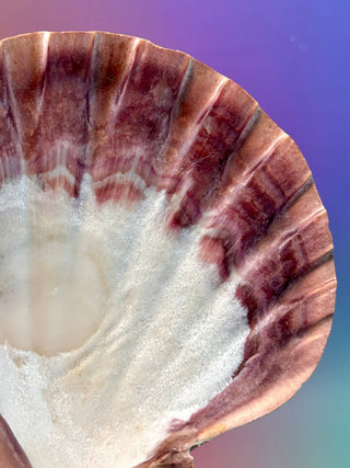 NATURAL SEASHELL (4) Smudge bowl The Crystal Avenues 