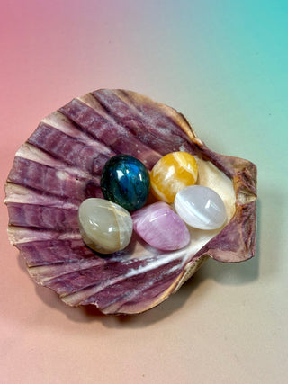 NATURAL SEASHELL (5) Smudge bowl The Crystal Avenues 
