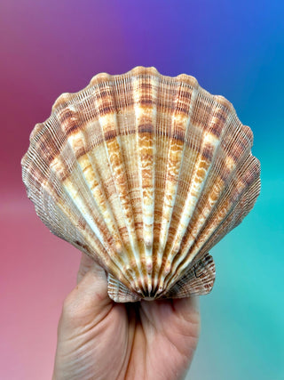 NATURAL SEASHELL (5) Smudge bowl The Crystal Avenues 