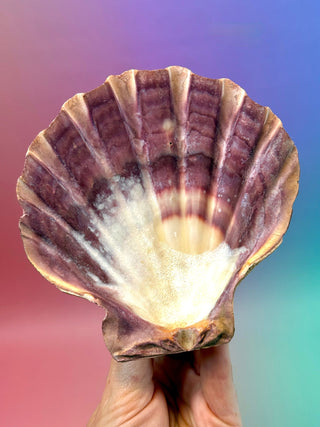 NATURAL SEASHELL (5) Smudge bowl The Crystal Avenues 