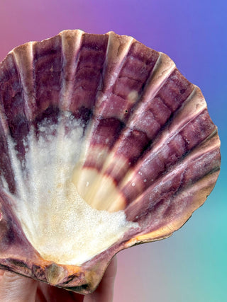 NATURAL SEASHELL (5) Smudge bowl The Crystal Avenues 