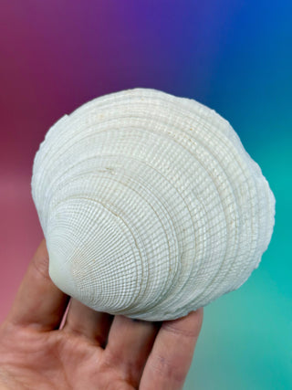 NATURAL SEASHELL (6) Smudge bowl The Crystal Avenues 