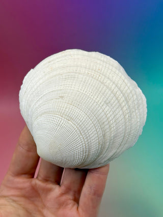 NATURAL SEASHELL (6) Smudge bowl The Crystal Avenues 
