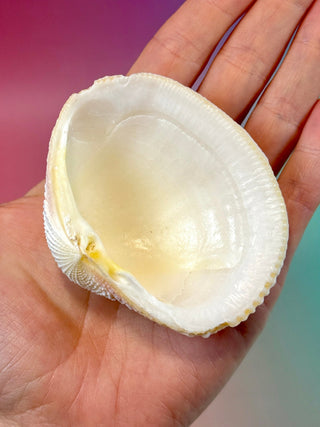 NATURAL SEASHELL (7) Smudge bowl The Crystal Avenues 