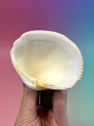 NATURAL SEASHELL (7) Smudge bowl The Crystal Avenues 