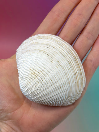 NATURAL SEASHELL (7) Smudge bowl The Crystal Avenues 