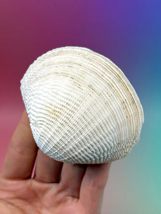 NATURAL SEASHELL (7) Smudge bowl The Crystal Avenues 