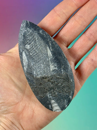 ORTHOCERAS (1) Palmstone The Crystal Avenues 