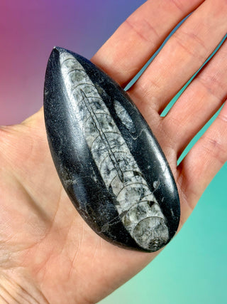 ORTHOCERAS (1) Palmstone The Crystal Avenues 