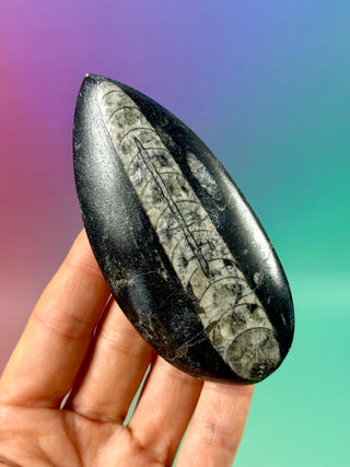 ORTHOCERAS (1) Palmstone The Crystal Avenues 
