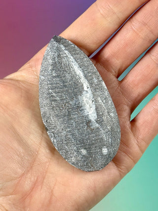 ORTHOCERAS (10) Palmstone The Crystal Avenues 