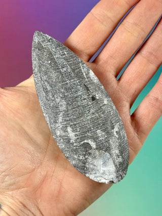 ORTHOCERAS (2) Palmstone The Crystal Avenues 