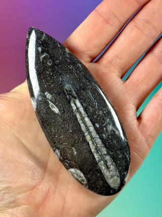 ORTHOCERAS (2) Palmstone The Crystal Avenues 