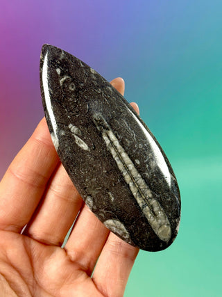 ORTHOCERAS (2) Palmstone The Crystal Avenues 