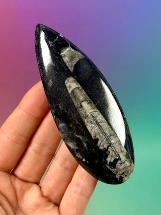 ORTHOCERAS (3) Palmstone The Crystal Avenues 