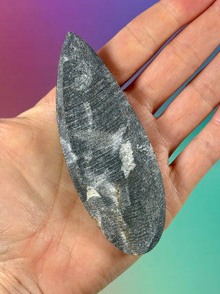 ORTHOCERAS (3) Palmstone The Crystal Avenues 