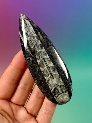 ORTHOCERAS (4) Palmstone The Crystal Avenues 