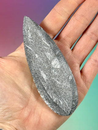 ORTHOCERAS (4) Palmstone The Crystal Avenues 