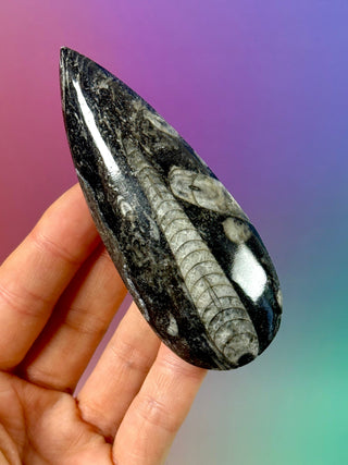 ORTHOCERAS (5) Palmstone The Crystal Avenues 