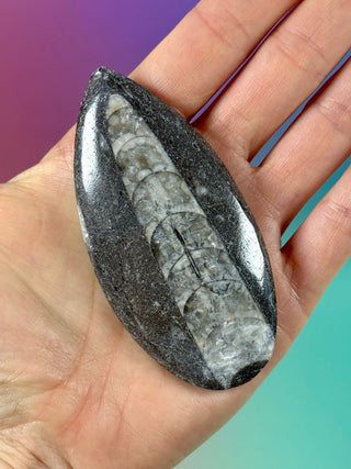 ORTHOCERAS (6) Palmstone The Crystal Avenues 