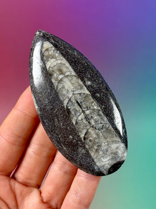 ORTHOCERAS (6) Palmstone The Crystal Avenues 