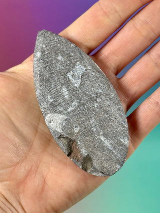 ORTHOCERAS (6) Palmstone The Crystal Avenues 