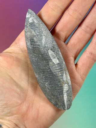 ORTHOCERAS (7) Palmstone The Crystal Avenues 