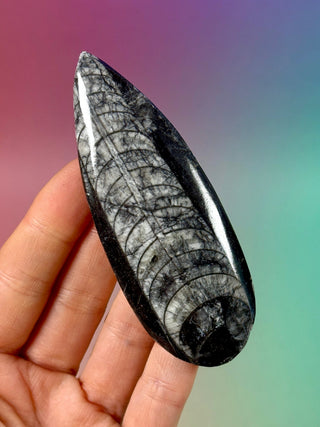 ORTHOCERAS (8) Palmstone The Crystal Avenues 