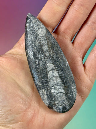 ORTHOCERAS (8) Palmstone The Crystal Avenues 