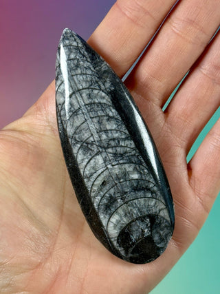 ORTHOCERAS (8) Palmstone The Crystal Avenues 