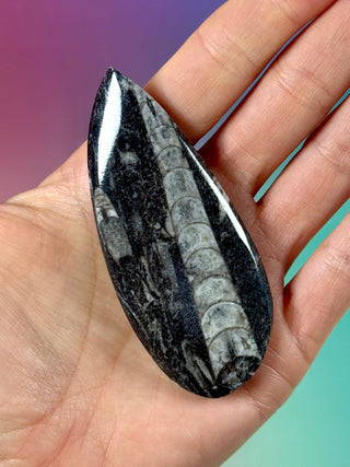 ORTHOCERAS (9) Palmstone The Crystal Avenues 
