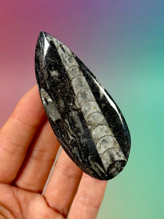 ORTHOCERAS (9) Palmstone The Crystal Avenues 
