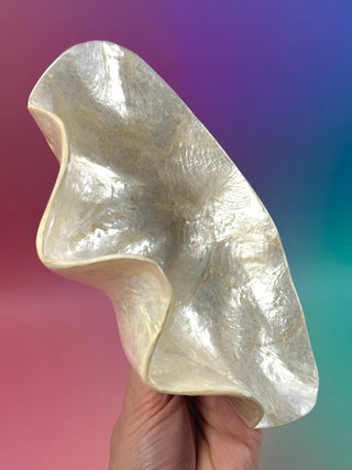 SEASHELL - SMALL Smudge bowl The Crystal Avenues 