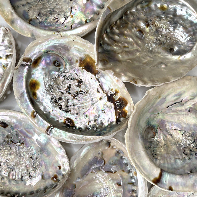 ABALONE SHELL Smudge bowl The Crystal Avenues 